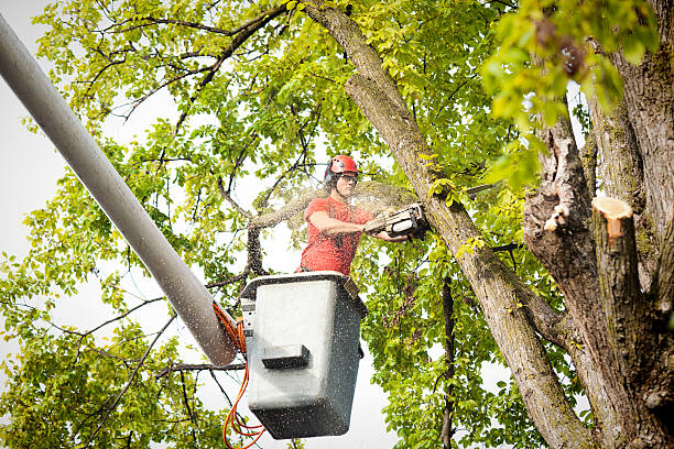 Best Hazardous Tree Removal  in Los Molinos, CA