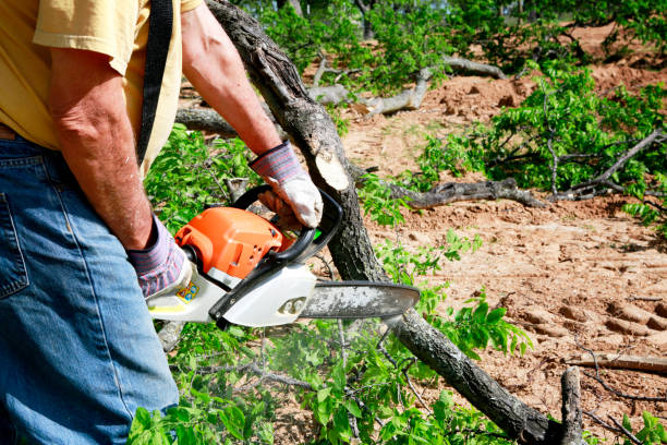 Best Stump Grinding and Removal  in Los Molinos, CA